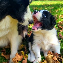 Border Collie Puppies from Camden Creek Farm