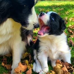 Border Collie Puppies from Camden Creek Farm