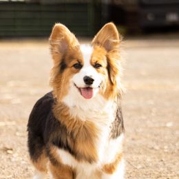Lexi - Pembroke Welsh Corgi