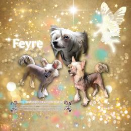 Feyre - Chinese Crested