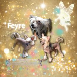 Feyre - Chinese Crested