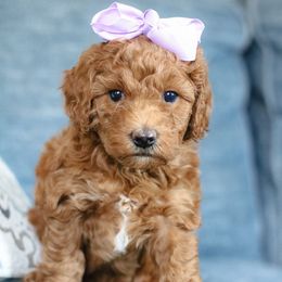 Buttercup - Red  Poodle puppy in Laveen, Arizona from Nystrom Clan Pups