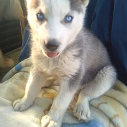 Sierra - Black and white female Siberian Husky puppy in Lancaster, California from The Huskies Sanctuary