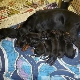Black and Tan Coonhound Puppies from Kalan Kennel
