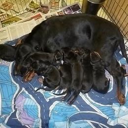 Black and Tan Coonhound Puppies from Kalan Kennel