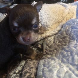 Hermione Granger(now Pippi) - Chocolate female Chihuahua puppy in Amelia, Virginia from Pannell’s Precious Pups