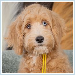 Cordelia - Red and white female Cockapoo puppy in Connersville, Indiana from Deaz Doodle Ranch