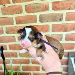 Shelby - Sable female Bernedoodle puppy in Denver, Pennsylvania from Greenview Puppies