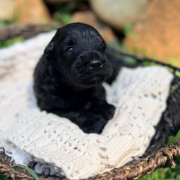 Charcoal - Black male Goldendoodle puppy in Pollock Pines, California from Penny Lane’s Doodles
