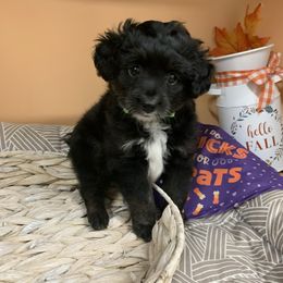 Daisy - Black and white female Aussiedoodle puppy in Nacogdoches, Texas from BA Mini Poodles