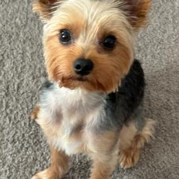 Yorkshire Terriers from Corinne's Yorkshire Terriers