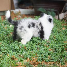 Rottweiler and Toy Shetland Sheepdog Puppies from Mountain High Kennels