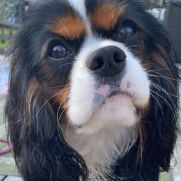 Cavalier King Charles Spaniels from Royal Quin Cavaliers