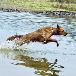 Beni - Golden Retriever