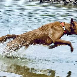Beni - Golden Retriever