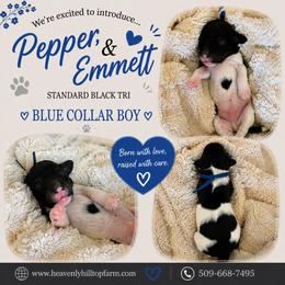 Blue Collar Boy - Black Tri - Parti male Poodle puppy in Charlo, Montana from Heavenly Hilltop Farm