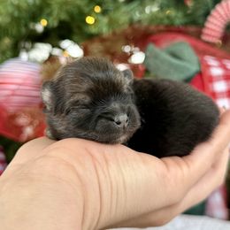 Belle AKC girl - Orange sable female Pomeranian puppy in Las Vegas, Nevada from POMS USA