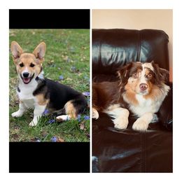 Pembroke Welsh Corgi and Miniature Australian Shepherd All Grown Up from SLS Wiggle S Aussies