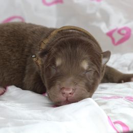 Boy 3 - Red and white male Alaskan Malamute puppy in Independence, Virginia from New River Valley Malamutes