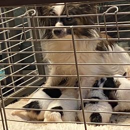 Papillon Puppies from Heise Papillons