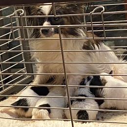 Papillon Puppies from Heise Papillons