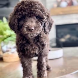 Cherry - Chocolate female Goldendoodle puppy in St George, Utah from Doodle Bears of Southern Utah