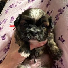 Red Collar- Finley - Brindle and white male Shorkie puppy in Mays Landing, New Jersey from Fancy Paws Shorkies & Shih Tzus