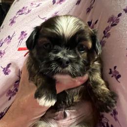 Red Collar- Finley - Brindle and white male Shorkie puppy in Mays Landing, New Jersey from Fancy Paws Shorkies & Shih Tzus