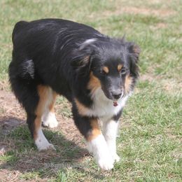 Autumn - Toy Australian Shepherd