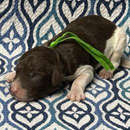 Felix - Brown male Poodle puppy in Chesapeake, Virginia from Doodle-Cove