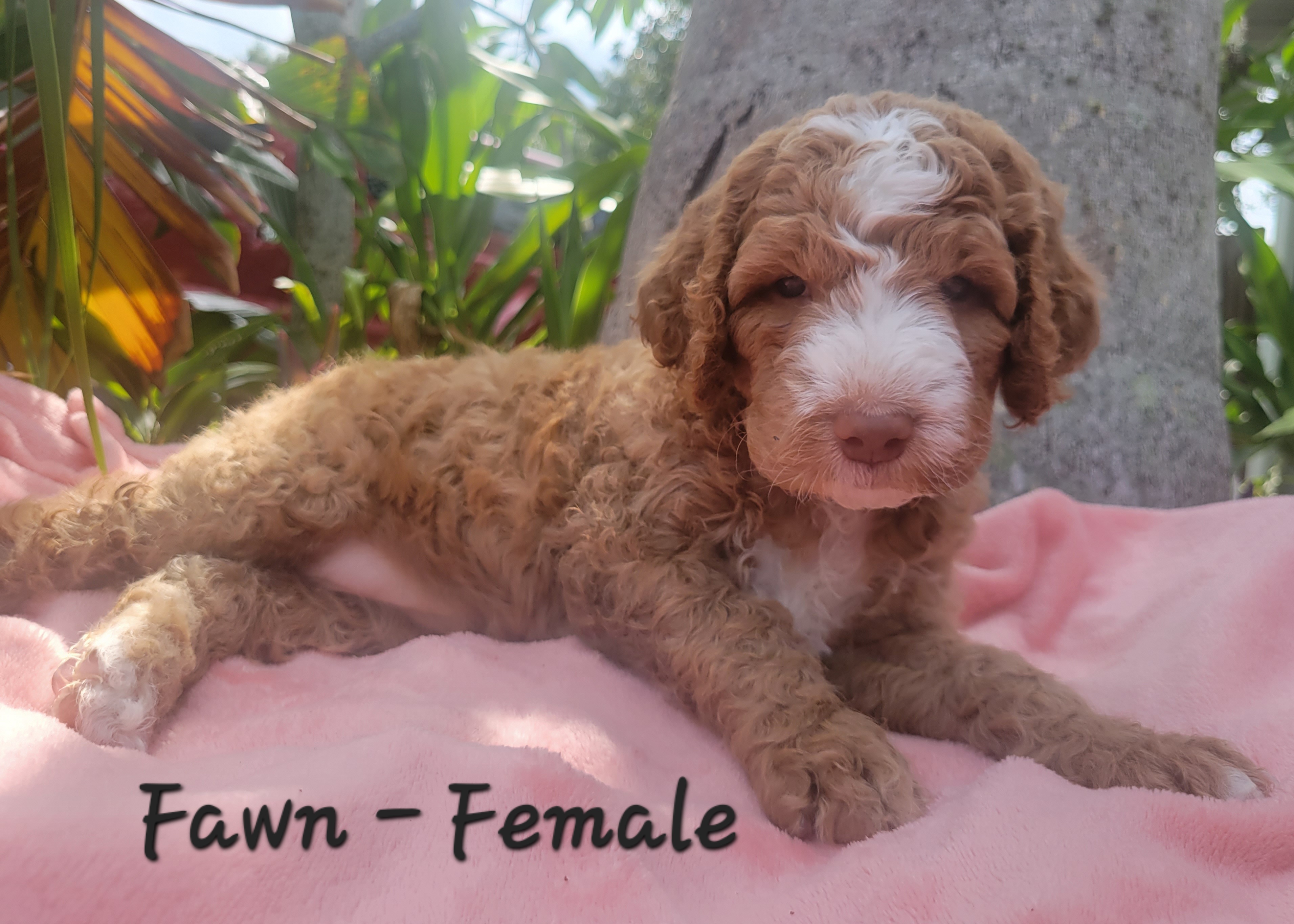Springerdoodle Puppies from Springerdoodles of Florida