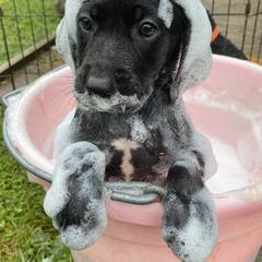 Mountain Cur Puppies from Walnut Ridge Mountain Curs
