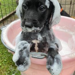 Mountain Cur Puppies from Walnut Ridge Mountain Curs