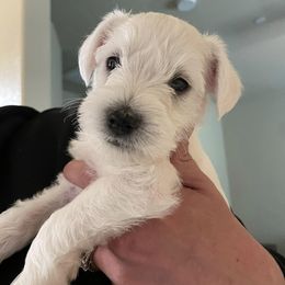 Miniature Schnauzers from Bryant Miniature Schnauzers