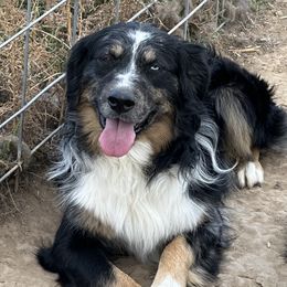 Mackay - Australian Shepherd