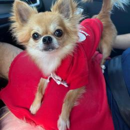 Rocky - Chihuahua