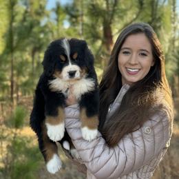 Bernese Mountain Dog Puppies from Faith’s Bernese