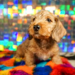 American Corgi, Dachshund, and Pembroke Welsh Corgi Puppies from Shining A Lowriders & Co.