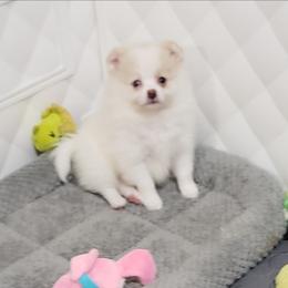 Cookie - Cream parti female Pomeranian puppy in Downers Grove, Illinois from Forever Pomeranians