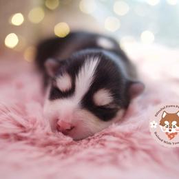 Taro - Black and white male Pomsky puppy in Trenton, Texas from Blissful Paws Pomskies
