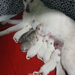 Boy 4 - male German Shepherd puppy in Bedias, Texas from TiPi S Ranch's German Shepherds