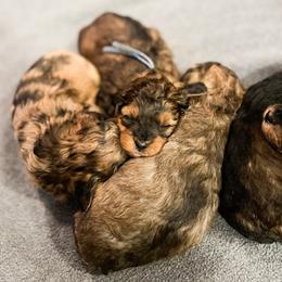 Maltipoo puppies from Nelson Creek Farms