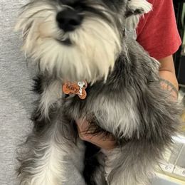 Miniature Schnauzers from McLaren Schnauzers