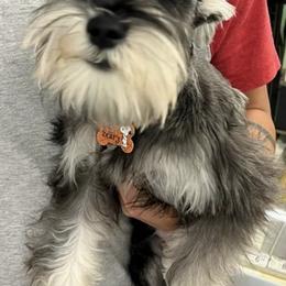 Miniature Schnauzers from McLaren Schnauzers