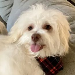 Havanese from Woodlands Chocolate Havanese