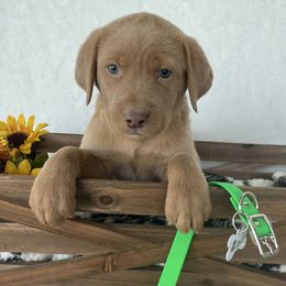Green collar - Champagne female Dilute Retriever puppy in Teton County, Montana from East Front Labradors & Treasure State Schnauzers