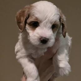 Lyra - Parti female Goldendoodle puppy in Layton, Utah from Lauralyn's Goldendoodles