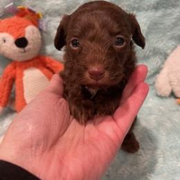 Rusty - Red phantom male Aussiedoodle puppy in Bee Branch, Arkansas from Scroggins Creek Doodles