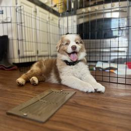 Australian Shepherd Puppies from Juno Homestead Aussies