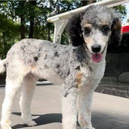 Benny - Poodle
